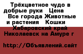 Трёхцветное чудо в добрые руки › Цена ­ 100 - Все города Животные и растения » Кошки   . Хабаровский край,Николаевск-на-Амуре г.